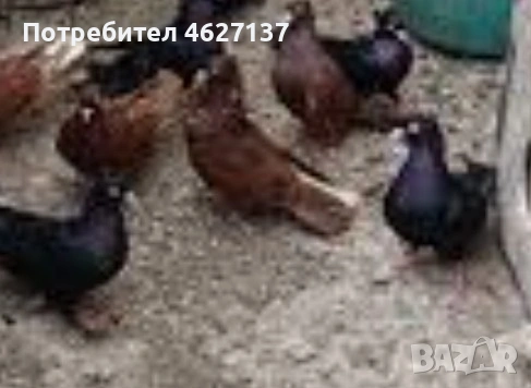 Търся паламарски гълъби 