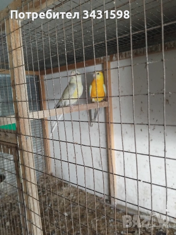 поини папагали , снимка 5 - Папагали - 54038662