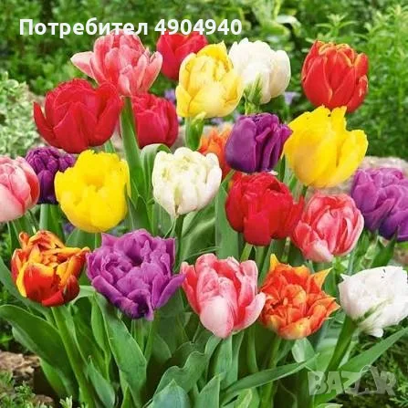 луковици на лалета