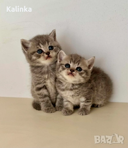 Британски късокосмести табита
