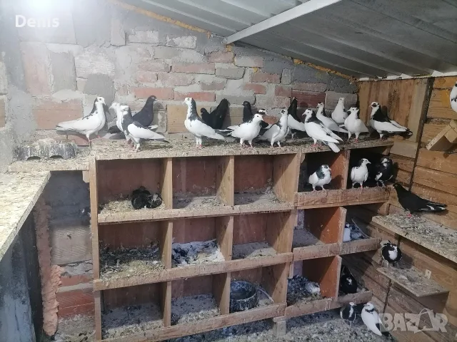 Пазарджишки високолетачи , снимка 3 - Гълъби - 55530963