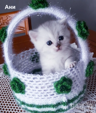 Котенца Момчета Като Борчета
