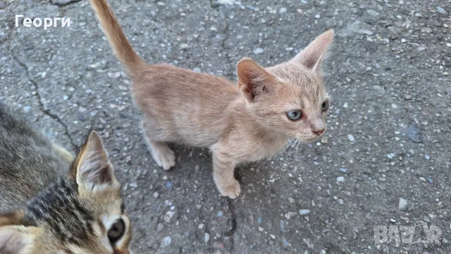 Подарявам котенца, снимка 11 - За котки - 55484335