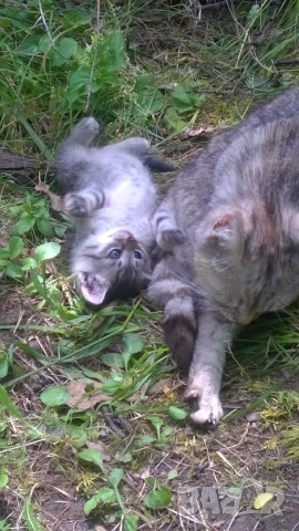 котета, снимка 3 - Други - 55007042
