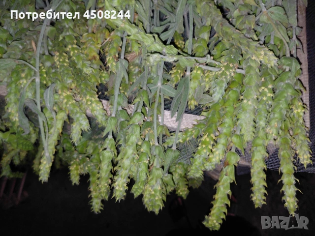 Мурсалски чай, снимка 2 - Други - 54807958