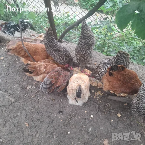 Продавам 10 кокошки и 1 петле