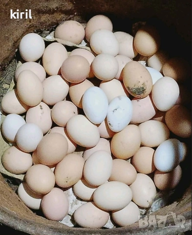 домашни кокошки и зайци , снимка 2 - За птици - 54039367