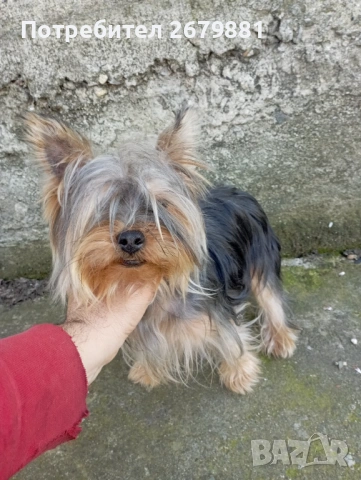 Йоркширски териер 