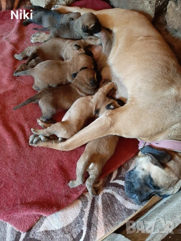 продавам малки кученца Кане Корсо пясъчни и кафеви., снимка 9 - Кане корсо - 54585064