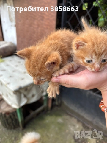 Осинови коте , снимка 4 - Други - 54769883