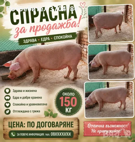 Продавам заплодени прасета