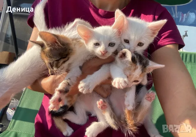 Подарявам котенца