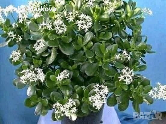 Дървото на живота - 3.50 евро