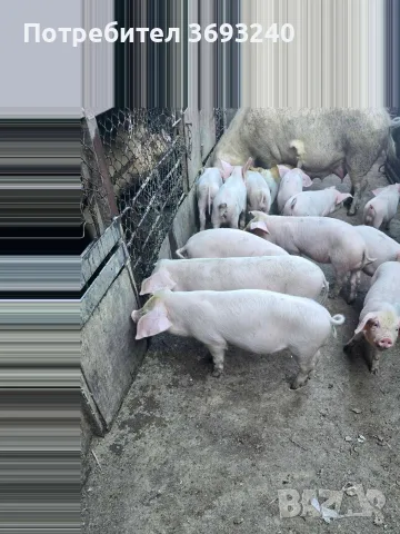 продавам малки прасета , снимка 6 - Прасета - 55483153