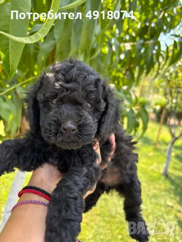 Кавапу & Cavapoo, снимка 5 - Други - 55655627