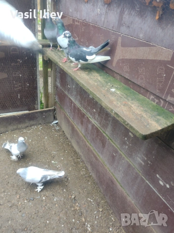Има Бодан шанан Раде Матик кинчати 30 евро за бройка , снимка 10 - Гълъби - 54014898