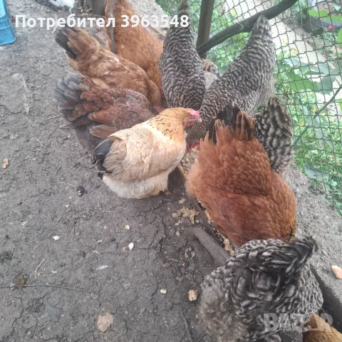 Продавам 10 кокошки и 1 петле, снимка 3 - Кокошки и пуйки - 55597077
