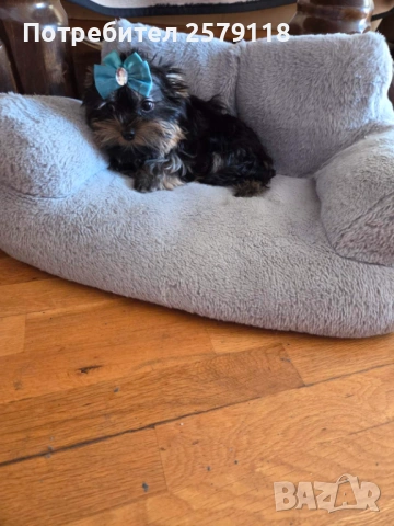 мини йоркширски териер, снимка 7 - Йоркширски териер - 54330323