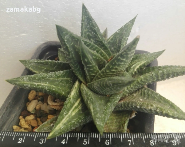Хавортия (Haworthia limifolia variegata), сукулентно растение