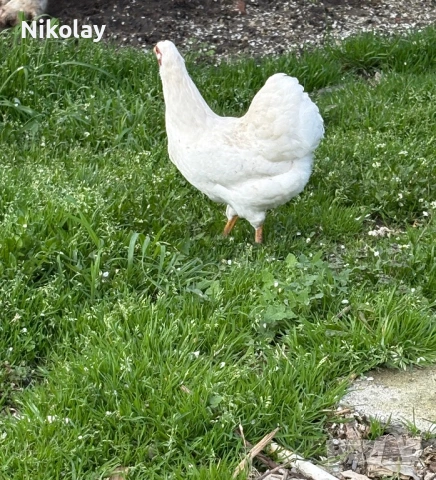 Продавам оплодени яйца