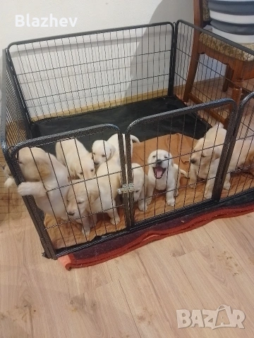 Лабрадор ретривър , снимка 3 - Лабрадор ретривър - 54367430