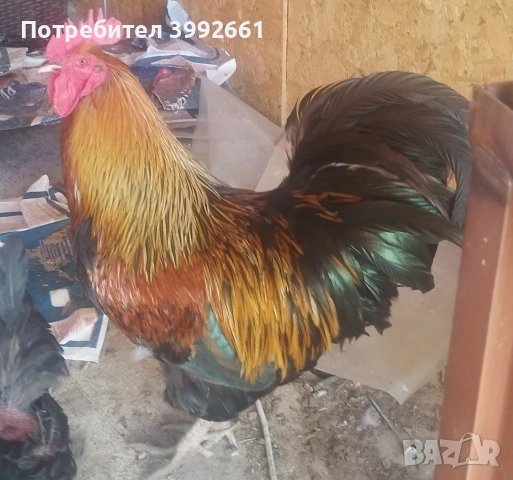 Продавам 11 месечни петли