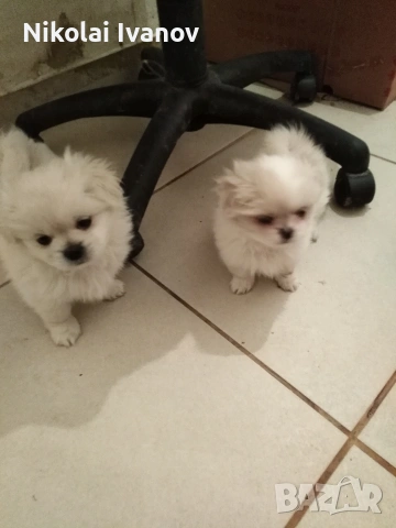Пекинезчета чисто бели мъжки , снимка 9 - Пекинез - 54308013