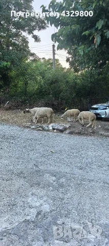 Satılık 1koç. 5 koyun hepsi satılık