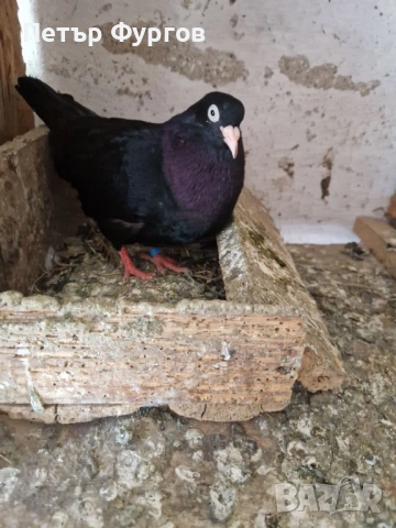продавам 3 чифта  черни донеци, снимка 3 - Гълъби - 54341979
