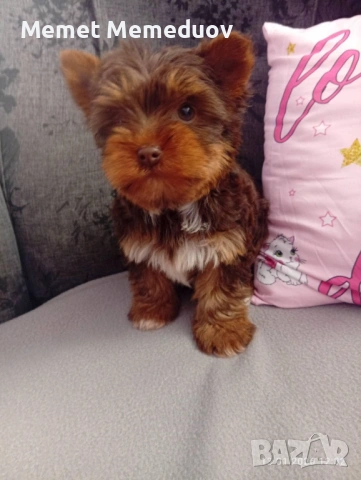 Йорки момче на 5 месеца , снимка 2 - Йоркширски териер - 54261467