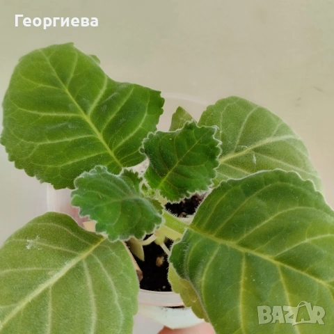 глоксиния от семена, снимка 3 - Стайни растения - 54572002