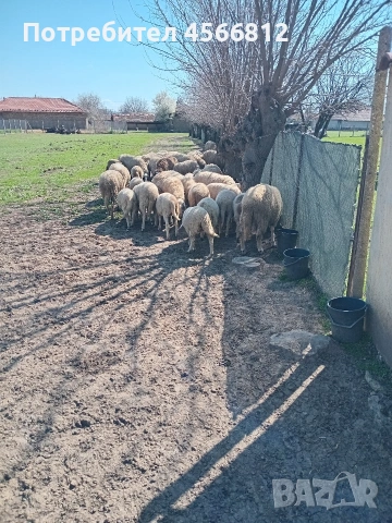 Продавам агнета от производител 