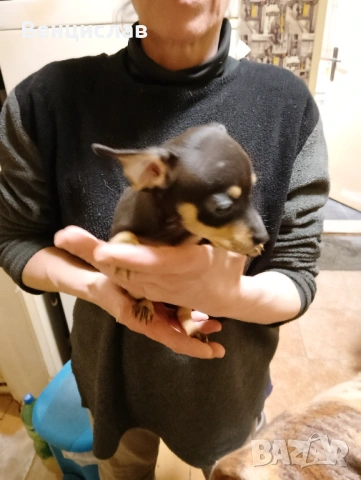 Пинчерчета мини, снимка 6 - Пинчер - 53850774