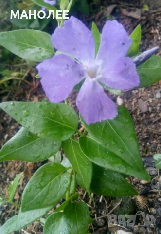 👉🪴🪻🌷🌺Винка - 2 вида🍀🌺, снимка 2 - Градински цветя и растения - 52973397