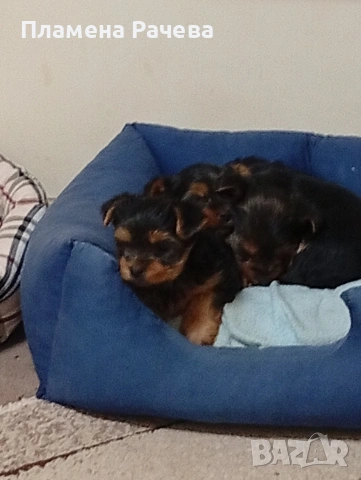 Йоркширски териер 