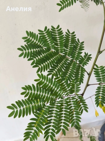 Акация тропическа Acacia leucaena! , снимка 3 - Стайни растения - 55105869