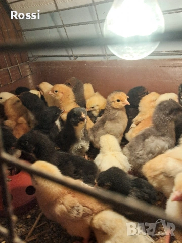 Селски, дворни пиленца, снимка 3 - Кокошки и пуйки - 54002765