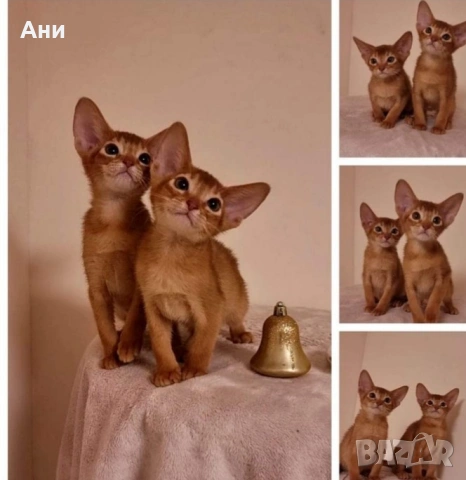 ТОП ЦЕНА.АБИСИНСКИ КОТЕНЦА
