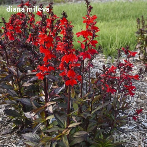 Лобелия Скарлет, Lobelia speciosa Starship Scarlet, студоустойчива и многогодишна, снимка 3 - Градински цветя и растения - 54724808