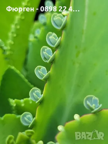 Каланхое Дегремонтиана (Kalanchoe daigremontiana) – живородно сукулентно растение, снимка 2 - Разсади - 55335838