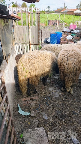 Продавам 2бр.кочове, снимка 6 - Други животни - 54413735