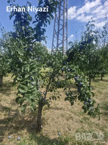 Prodavame sini slivi za pazar, снимка 2 - Други - 55430697