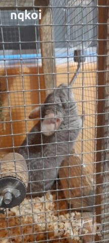 Чинчили с пълно оборудване, снимка 6 - Чинчили - 54222921