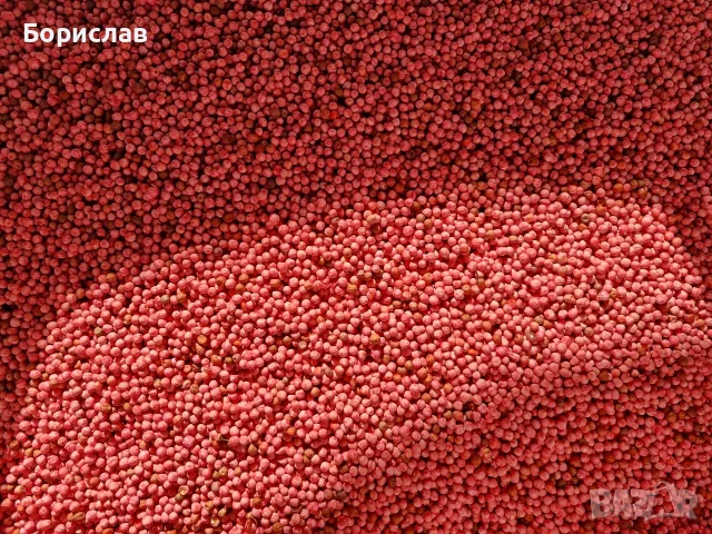 Зимен фуражен грах готов за сеитба
