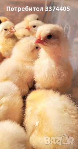 легхорн бял 