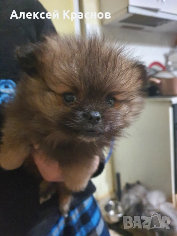 готини момчета, снимка 4 - Померан - 54270240