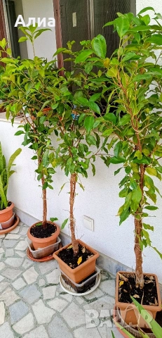 Фикус Бенджамин Microcarpa, височина 145-135см, снимка 5 - Стайни растения - 54500156