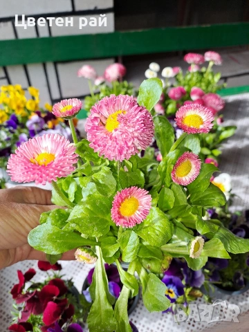 Парички 2€брой саксия , снимка 12 - Градински цветя и растения - 54222972