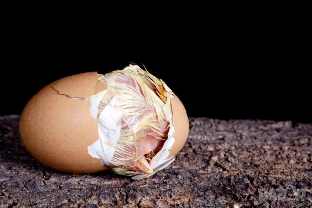 оплодени Яйца от НОСАЧКИ порода Ник Браун -Разплодни яйца за люпене 