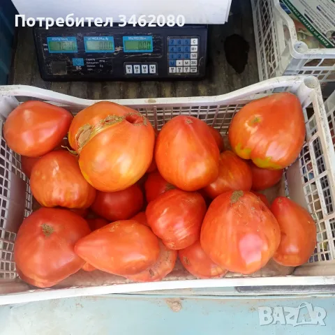 Продавам Розов домат, снимка 5 - Разсади - 55340415